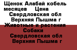 Щенок Алабай кобель 5 месяцев  › Цена ­ 10 000 - Свердловская обл., Верхняя Пышма г. Животные и растения » Собаки   . Свердловская обл.,Верхняя Пышма г.